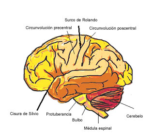 Figura 1: Vista lateral del encéfalo (hemisferios cerebrales, tronco y cerebelo) 